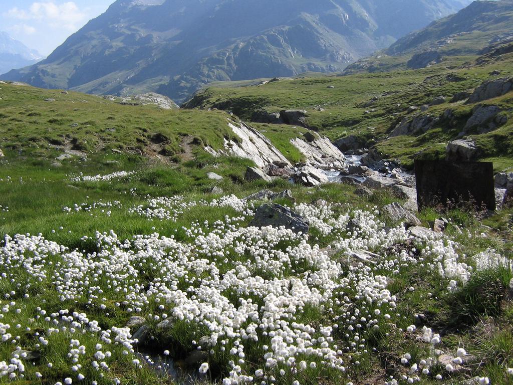 Hotel Garni Thurwieser - B&B Santa Caterina Valfurva Exterior photo